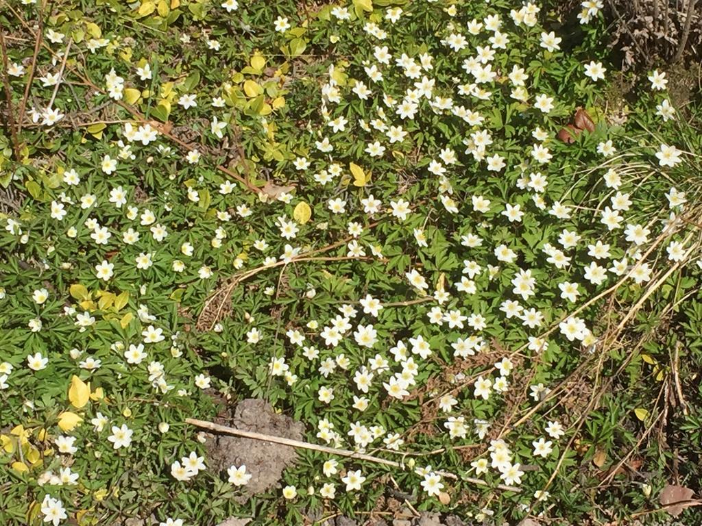 Borgdala Stugor Odkarby ภายนอก รูปภาพ